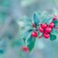 holly, ilex, leaves